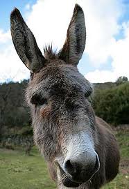 Donkey